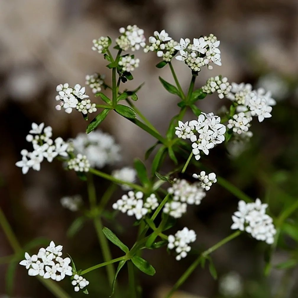 Cvetoča močvirska lakota (Galium palustre) od blizu.