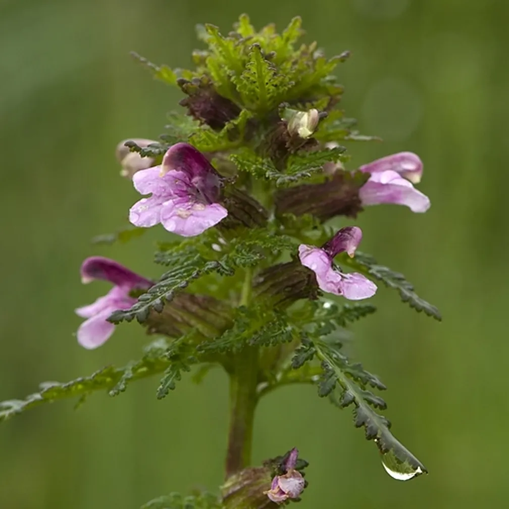 Pogled na socvetje močvirskega ušivca (Pedicularis palustris) od blizu.