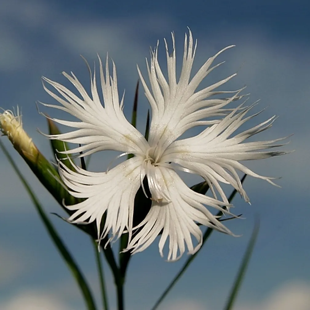 Prelep bel cvet montpellierskega klinčka ali nageljčka (Dianthus hyssopifolius)