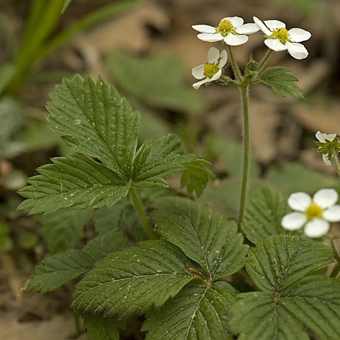 Muškatni jagodnjak (Fragaria moschata) v času cvetenja.