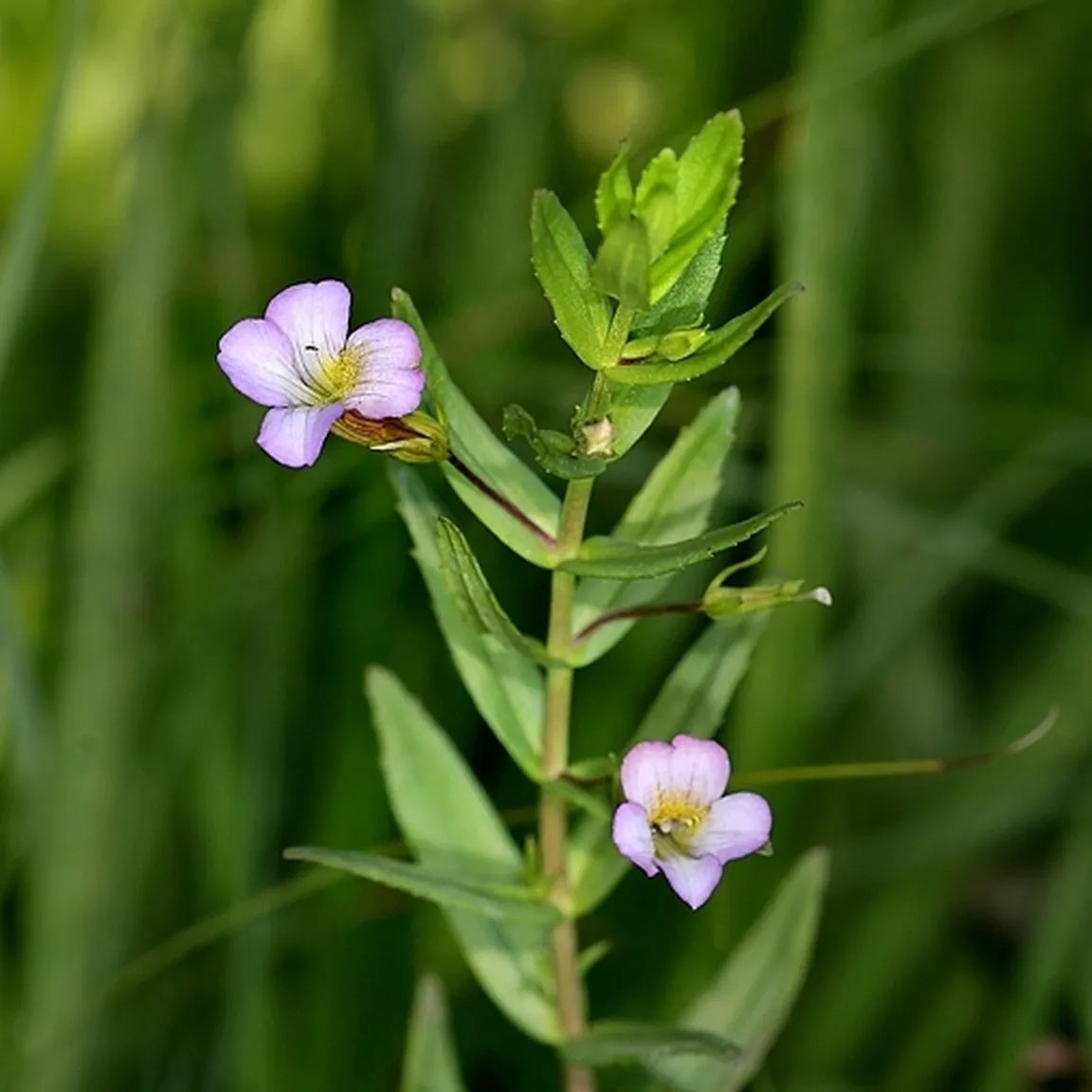 Cvetoča navadna božja milost (Gratiola officinalis) od blizu.
