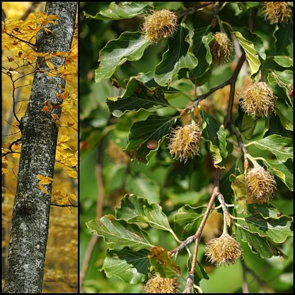 Plodovi, listi in deblo navadne bukve (Fagus sylvatica).