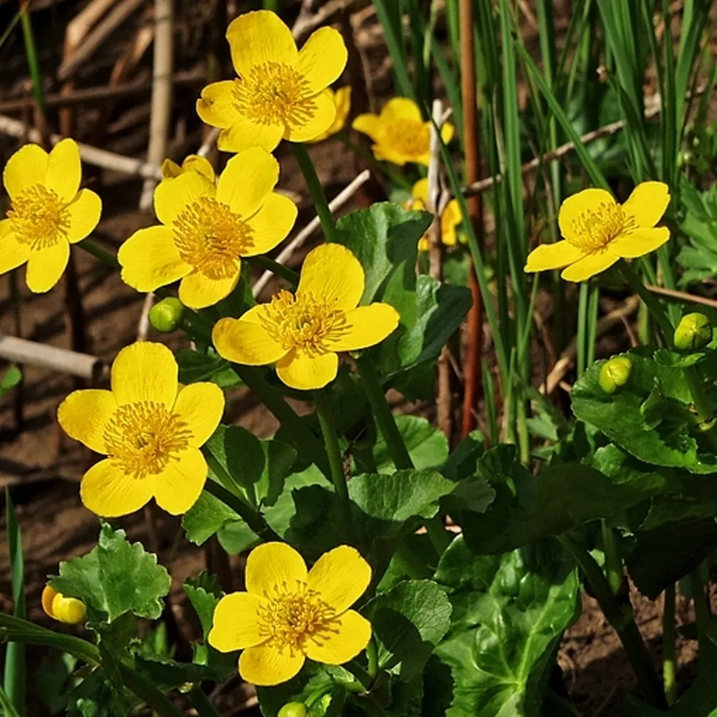 Navadna kalužnica (Caltha palustris) v času cvetenja s številnimi živo rumenimi cvetovi.