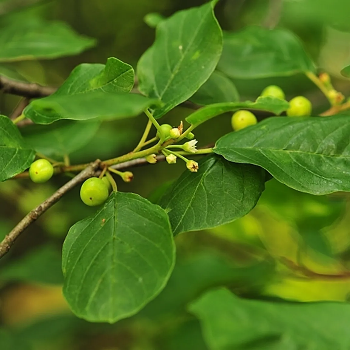 Veja navadne krhlike (Frangula alnus) z ovalnimi zelenimi listi in majhnimi okroglimi zelenimi plodovi, razporejenimi ob veji.