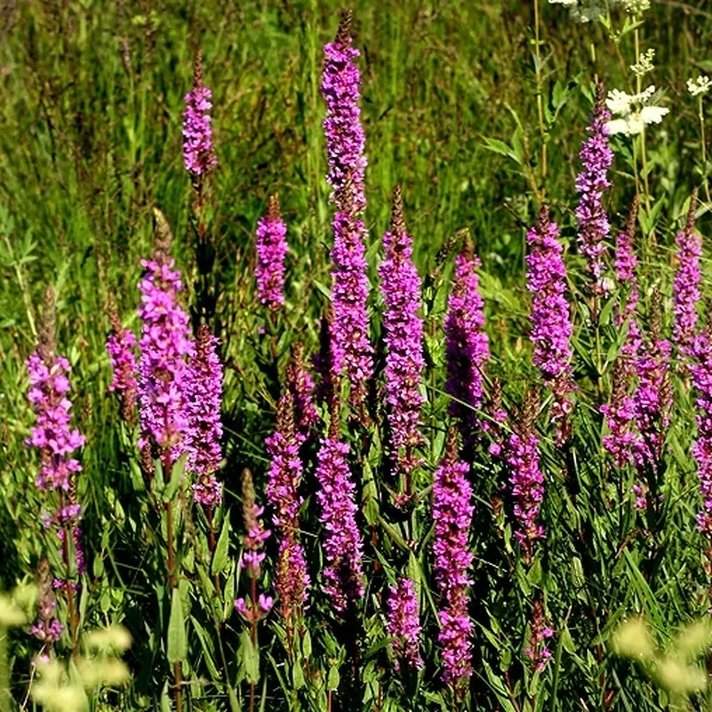Skupina visokih, živahno vijoličastih cvetov navadne krvenke (Lythrum salicaria).