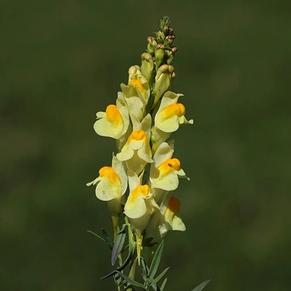 Socvetje navadne madronščice (Linaria vulgaris) od blizu.