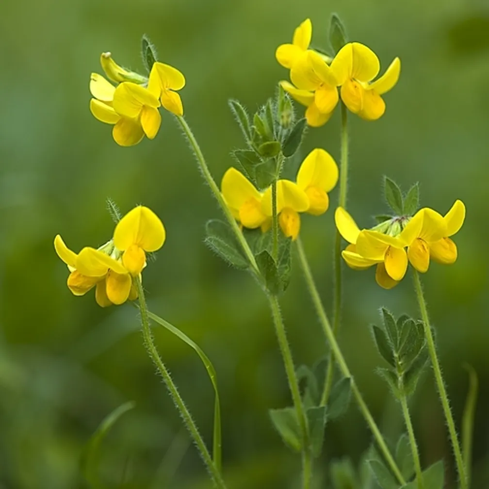 Cvetoča navadna nokota (Lotus corniculatus).