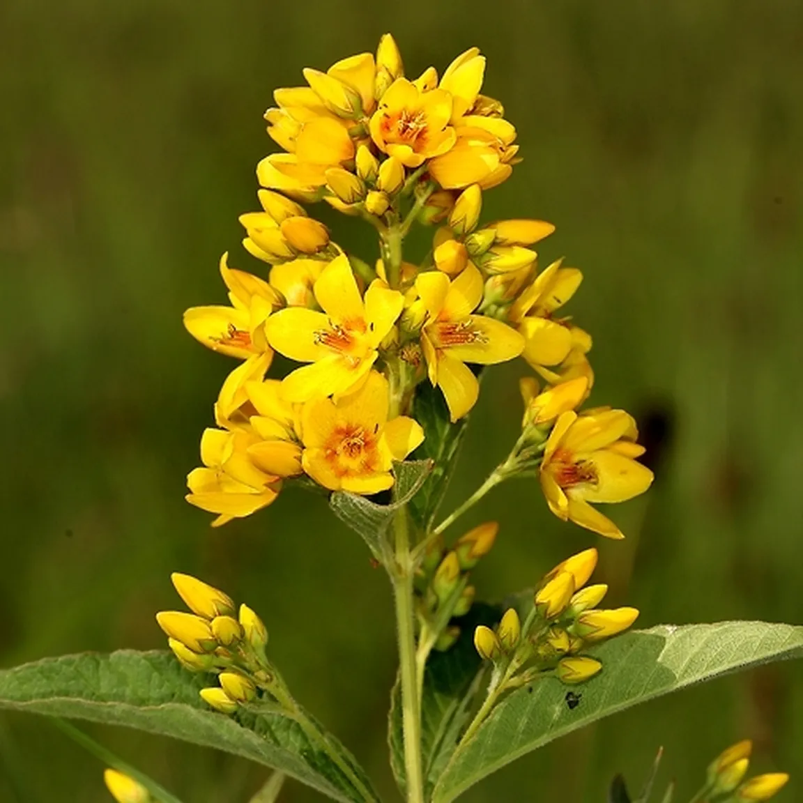 Bujno socvetje navadne pijavčnice (Lysimachia vulgaris) od blizu.