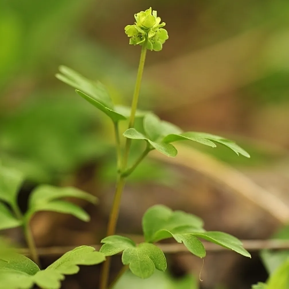 Navadna pižmica (Adoxa moschatellina) na gozdnih tleh.