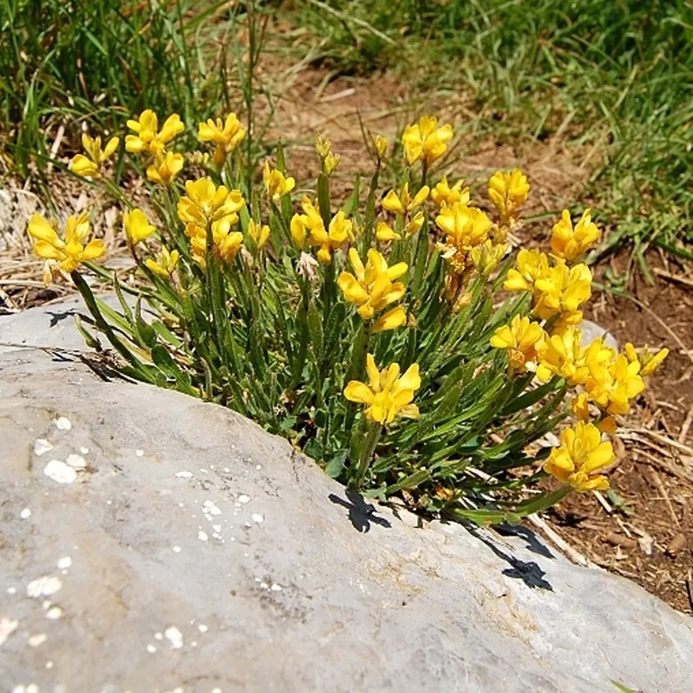 Cvetoča navadna prevezanka (Chamaespartium sagittale) na skalnatem delu travnika.
