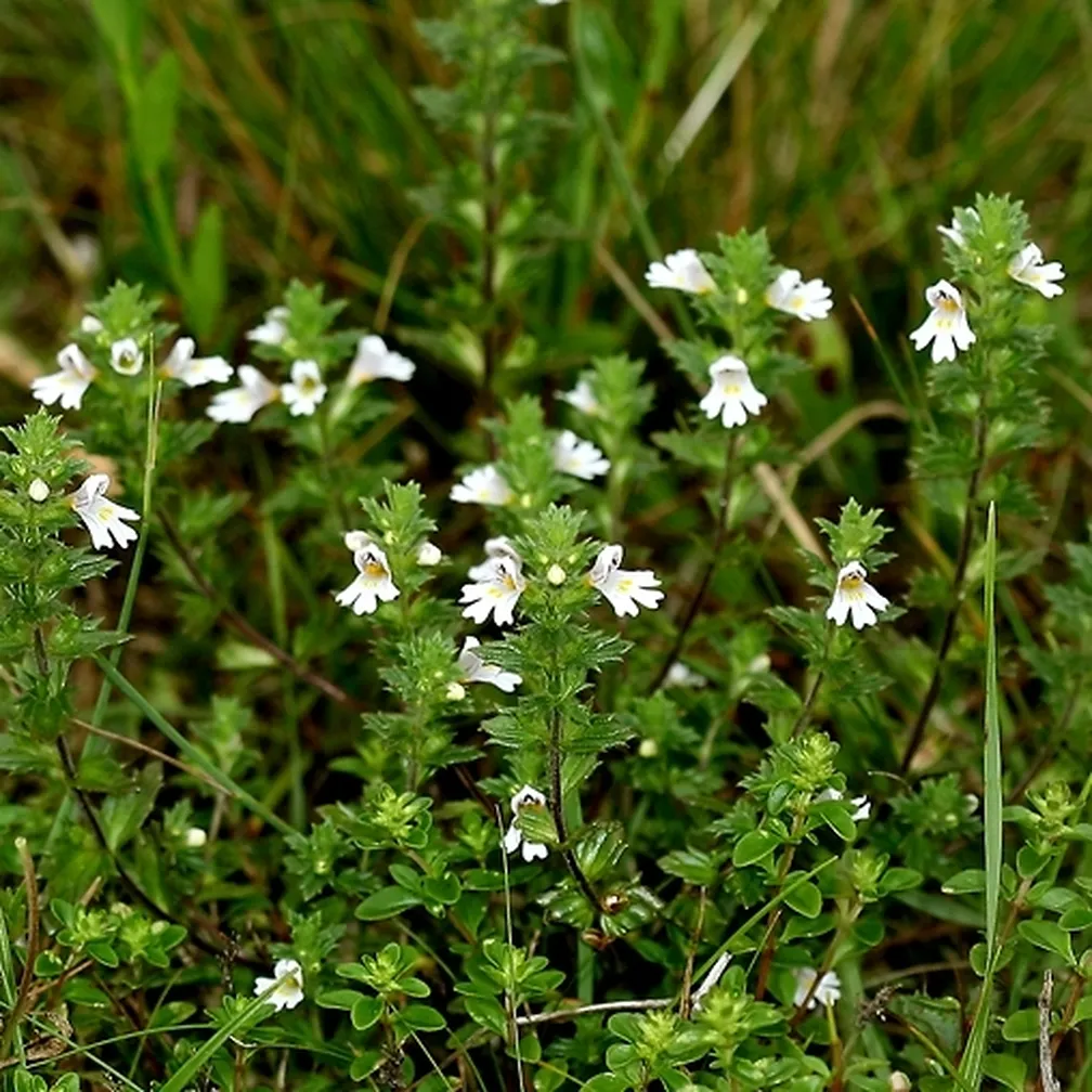 Cvetoča navadna smetlika (Euphrasia rostkoviana) na travniku.