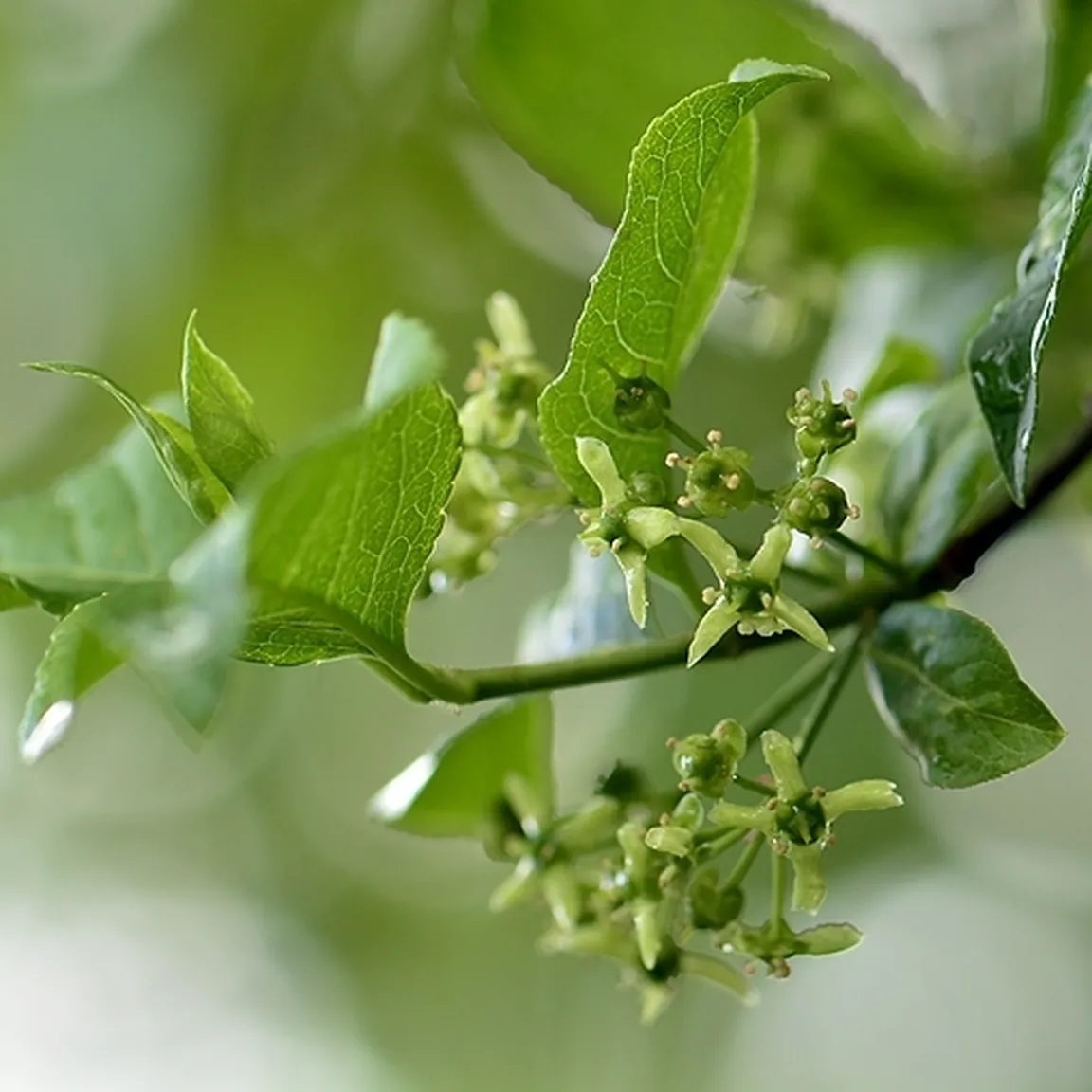 Na sliki je vejica navadne trdoleske (Euonymus europaea) z zelenimi listi in drobnimi zelenkastimi cvetovi, ki se odpirajo v socvetjih.