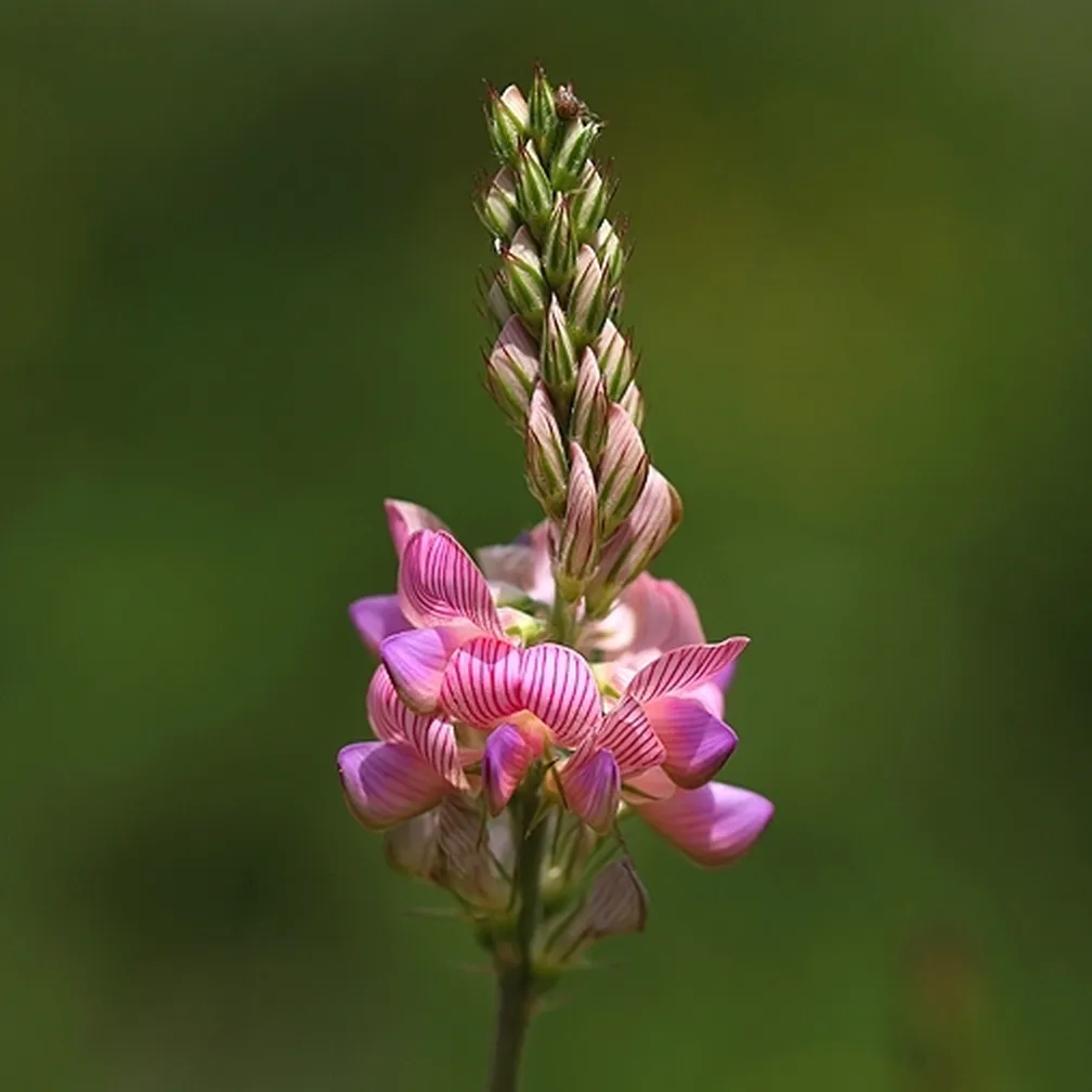 Pogled na socvetje navadne turške detelje (Onobrychis viciifolia) od blizu.