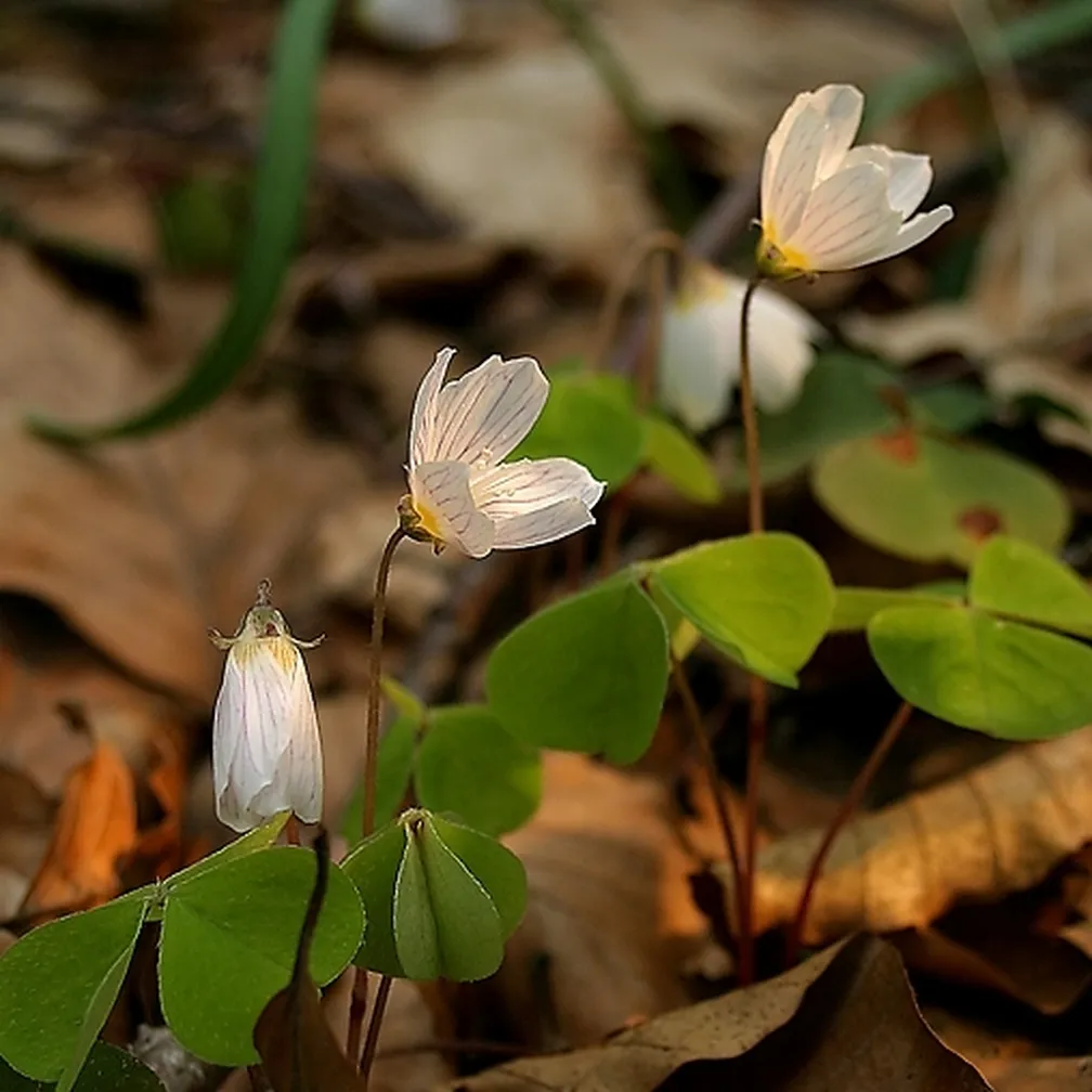 Nežni beli cvetovi navadna zajčje deteljice (Oxalis acetosella) med odpadlim listjem.
