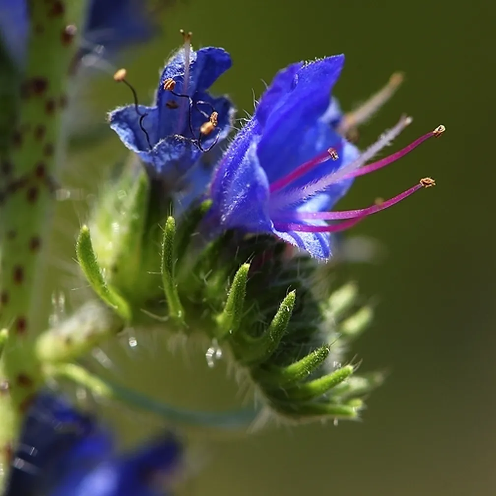 Makro fotografija cveta navadnega gadovca (Echium vulgare).