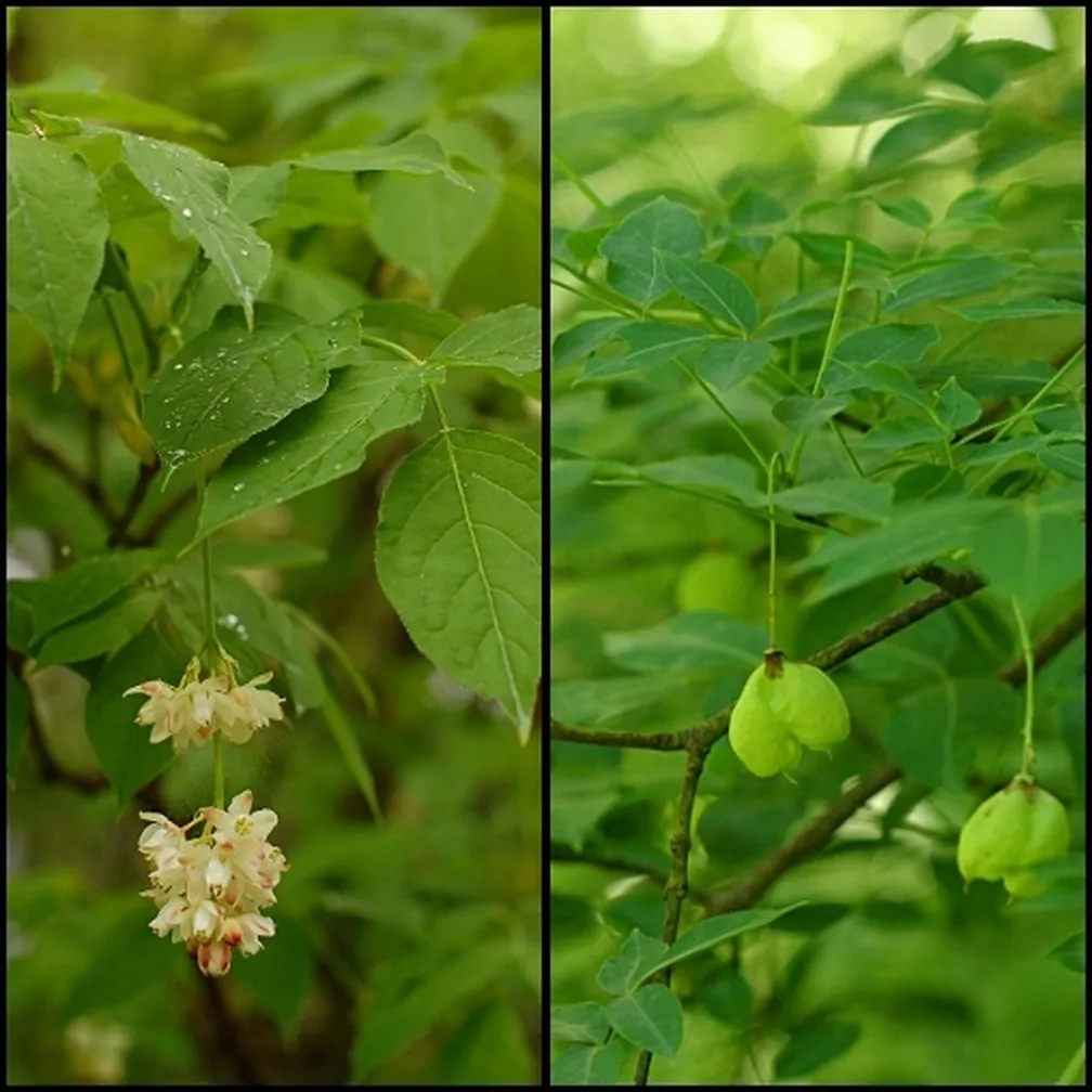 Viseči grozdi belih cvetov navadnega kločka (Staphylea pinnata) na levi strani ter zeleni plodovi v obliki napihnjenih mehurčkov na desni strani.