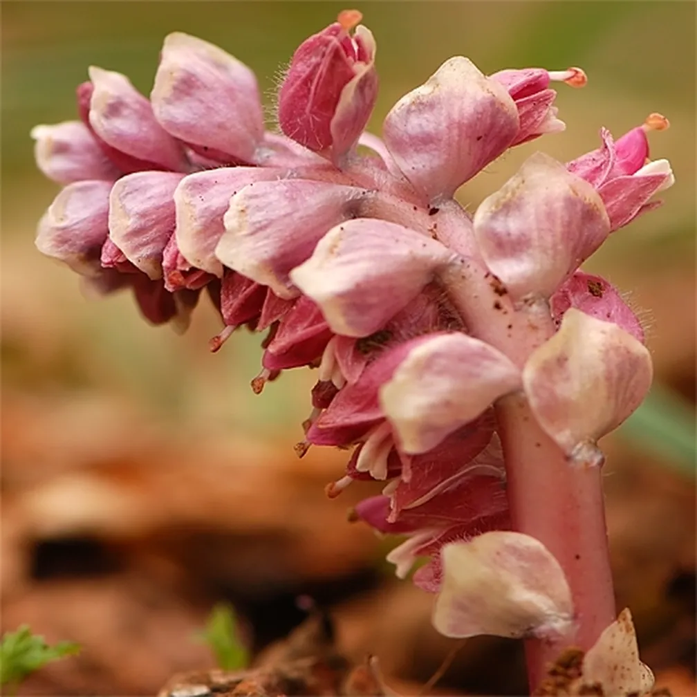 Navadni lusnec (Lathraea squamaria) v času cvetenja.