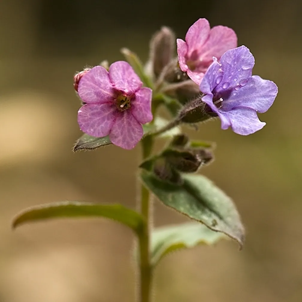 Socvetje navadnega pljučnika (Pulmonaria officinalis) od blizu.