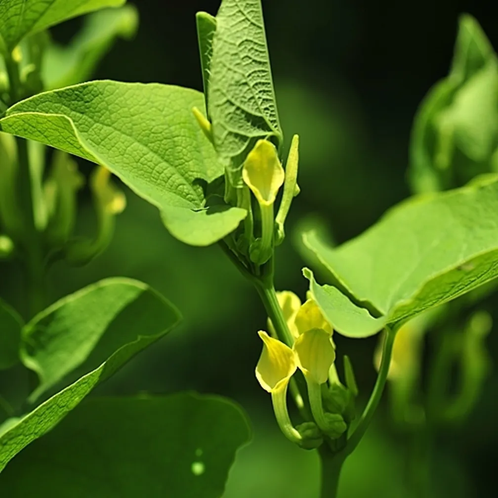 Rumenkasti cvetovi navadnega podraščca (Aristolochia clematitis)