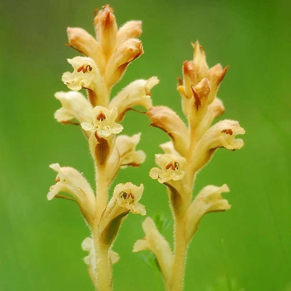 Navadni pojalnik (Orobanche caryophyllacea) v času cvetenja.