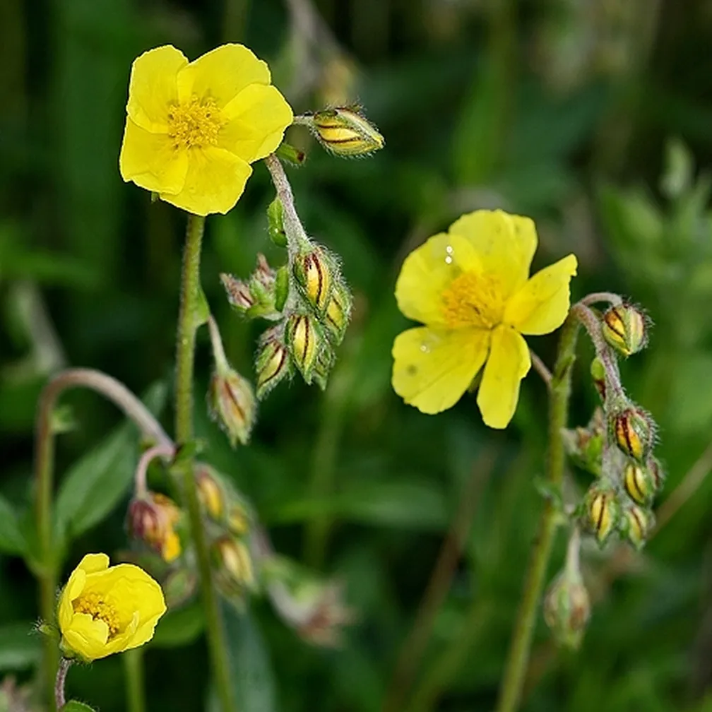 Cvetoč navadni popon (Helianthemum nummularium) na travniku.