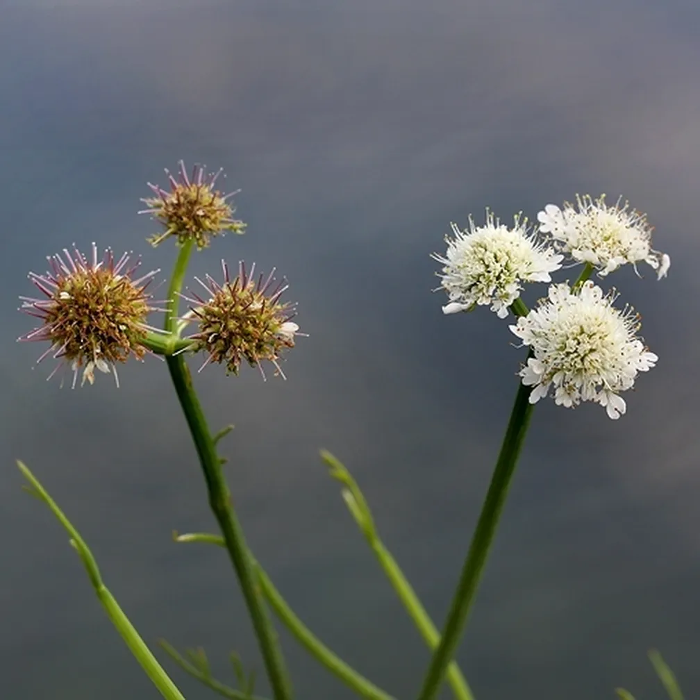 Navadni sovec (Oenanthe fistulosa) z značilnimi socvetji in plodovi na bregu vode.