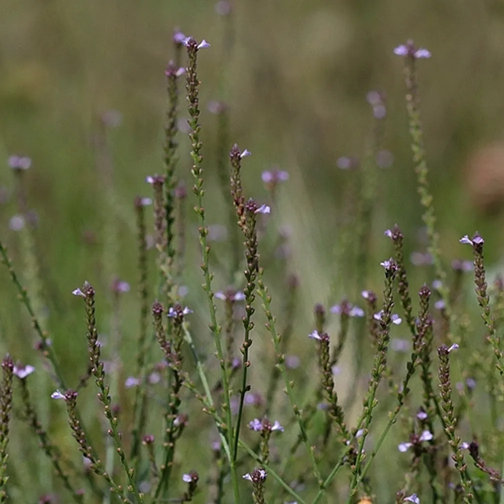 Navadni sporiš (Verbena officinalis) v času cvetenja.
