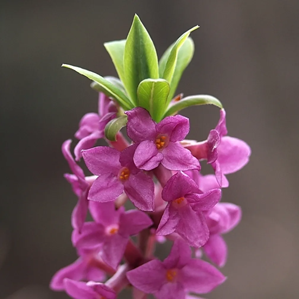 Navadni volčin (Daphne mezereum) v polnem cvetu že poganja prve liste.