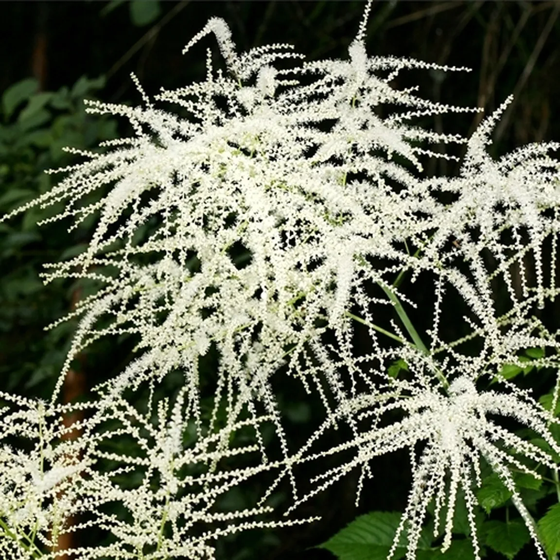 Socvetje navadnega kresničevja (Aruncus dioicus).