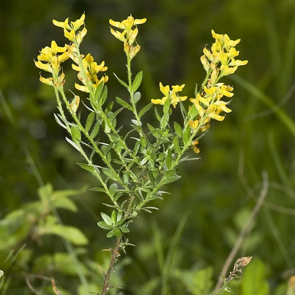 Nemška košeničica (Genista germanica) - pogled na celo rastlino.