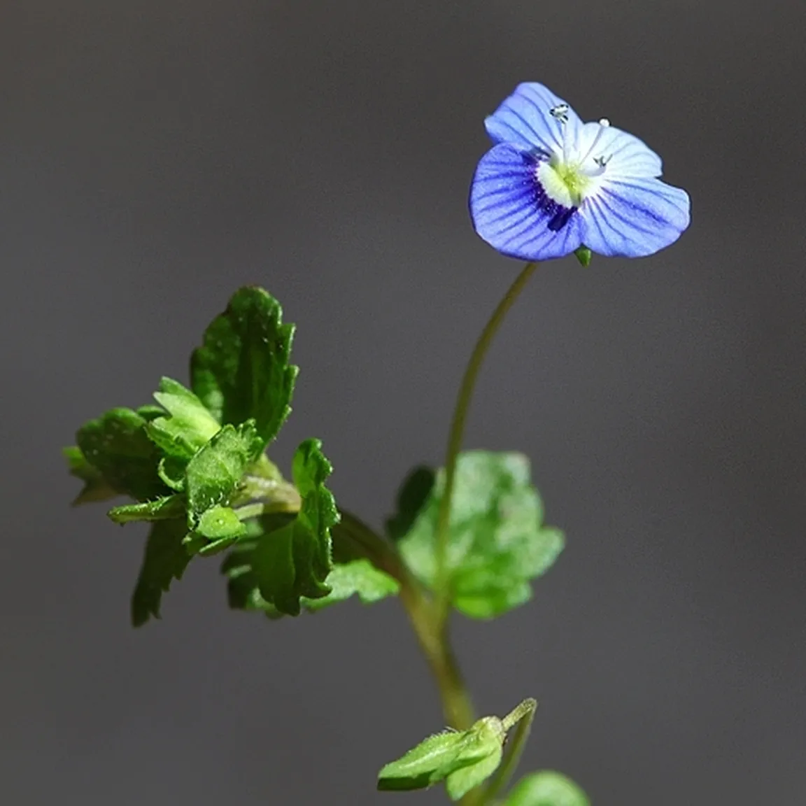Cvetoč nitasti jetičnik (Veronica filiformis) od blizu.