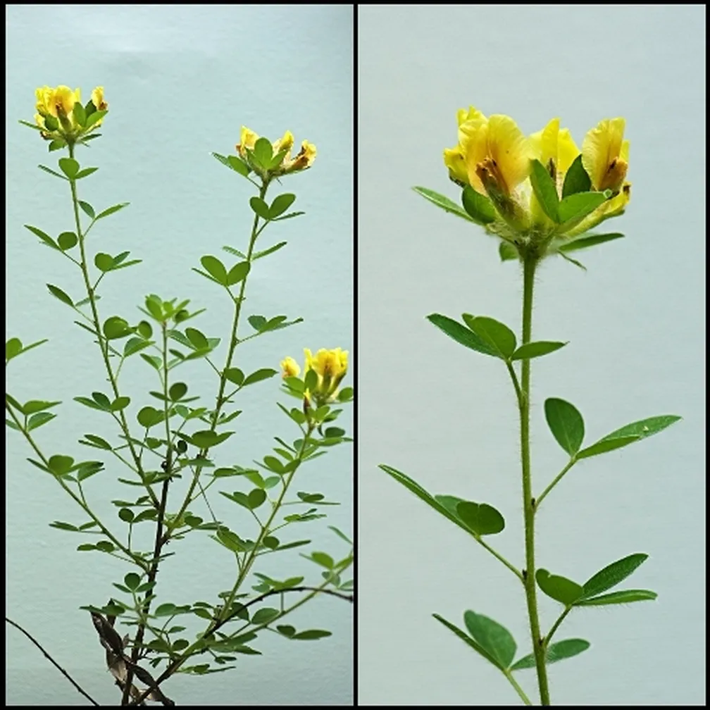 Nizka relika (Chamaecytisus supinus) - cela rastlina (levo) in socvetje (desno), na beli podlagi.