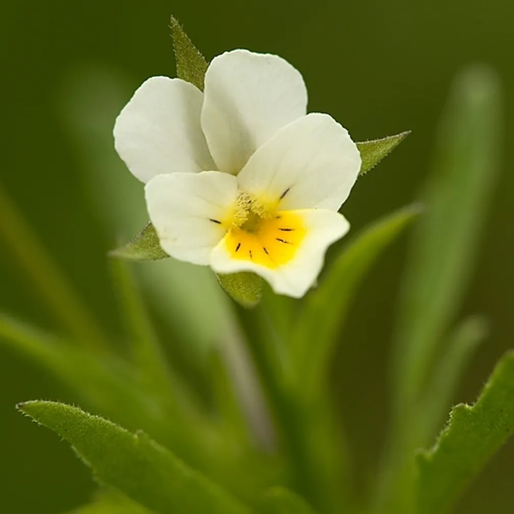 Cvet njivske vijolice (Viola arvensis) od blizu.