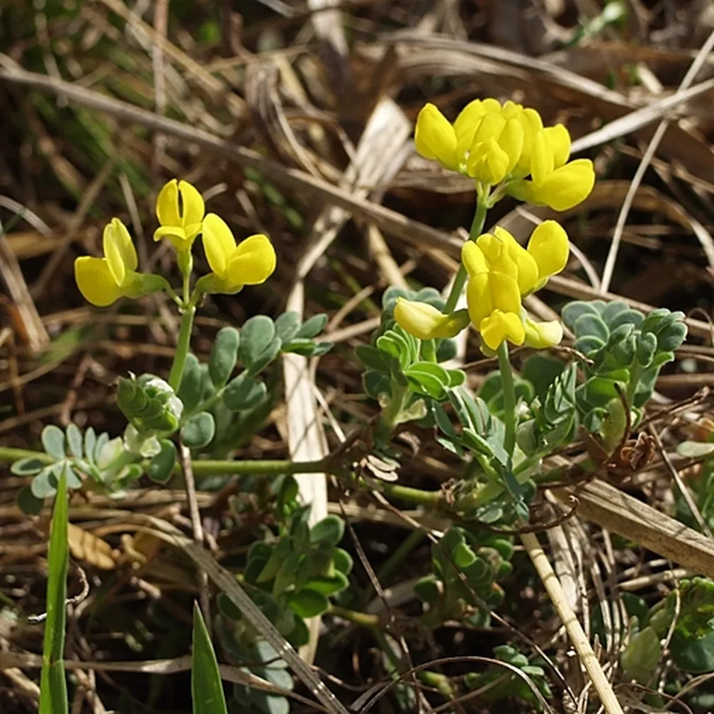 Cvetoča nožničnolistna šmarna detelja (Coronilla vaginalis) na travniku.