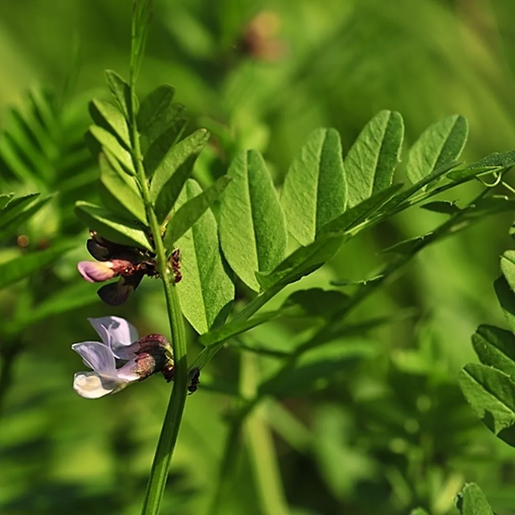 Cvetoča obplotna grašica (Vicia sepium) od blizu.