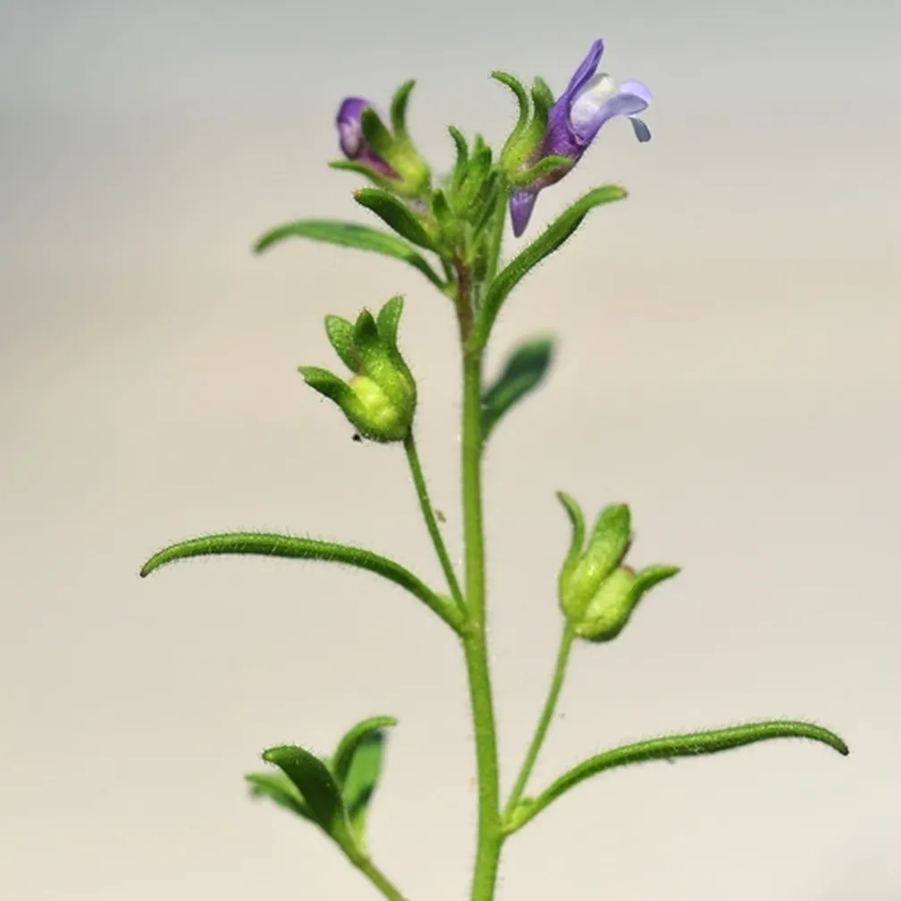 Cvetovi in zoreči plodovi obrežne zijalke (Microrrhinum litorale) od blizu.