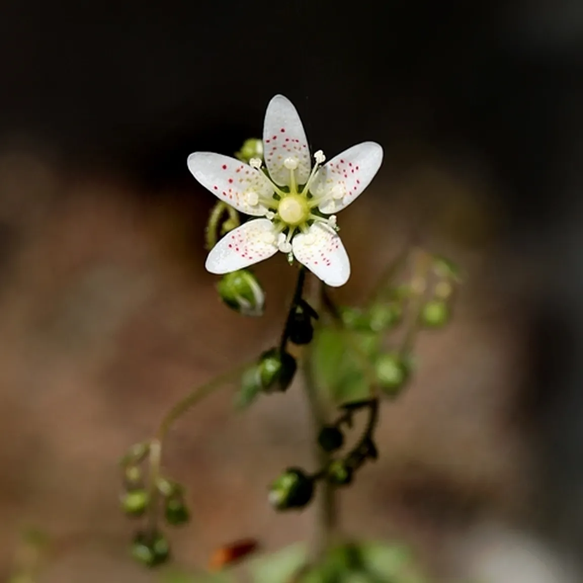 Pogled na cvet okroglolistnega kamnokreča (Saxifraga rotundifolia) od blizu.