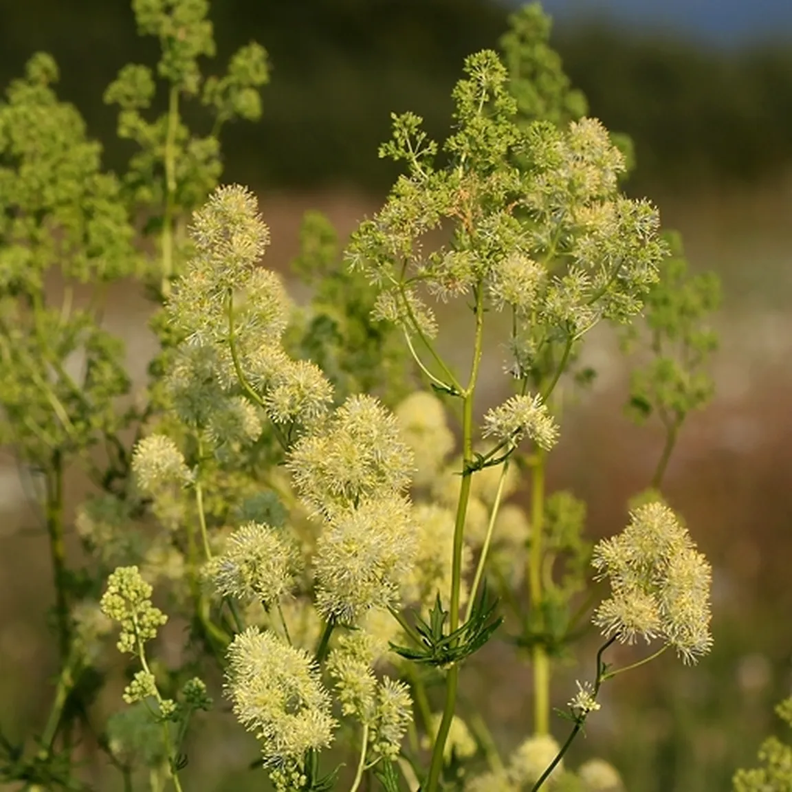 Čopasti rumenkasti cvetovi ozkolistnega talina (Thalictrum lucidum).
