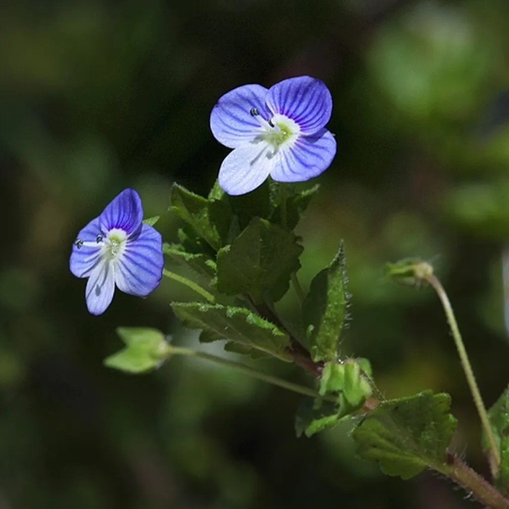 Pogled na cvetoč perzijski jetičnik (Veronica persica) od blizu.