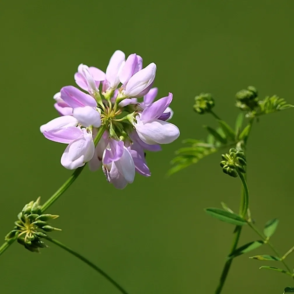 Pogled na socvetje pisane šmarne detelje (Coronilla varia) od blizu.
