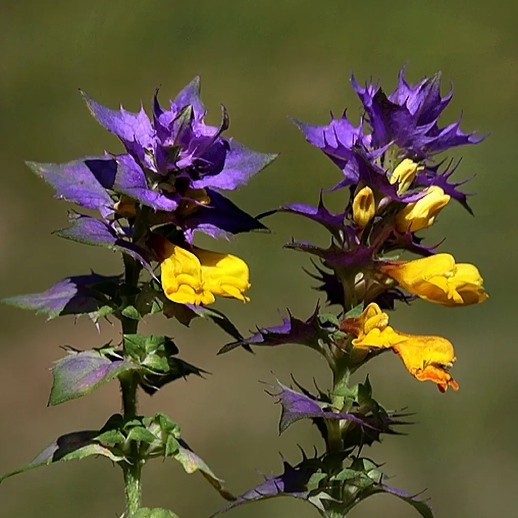 Podlesni črnilec (Melampyrum nemorosum) v času cvetenja.