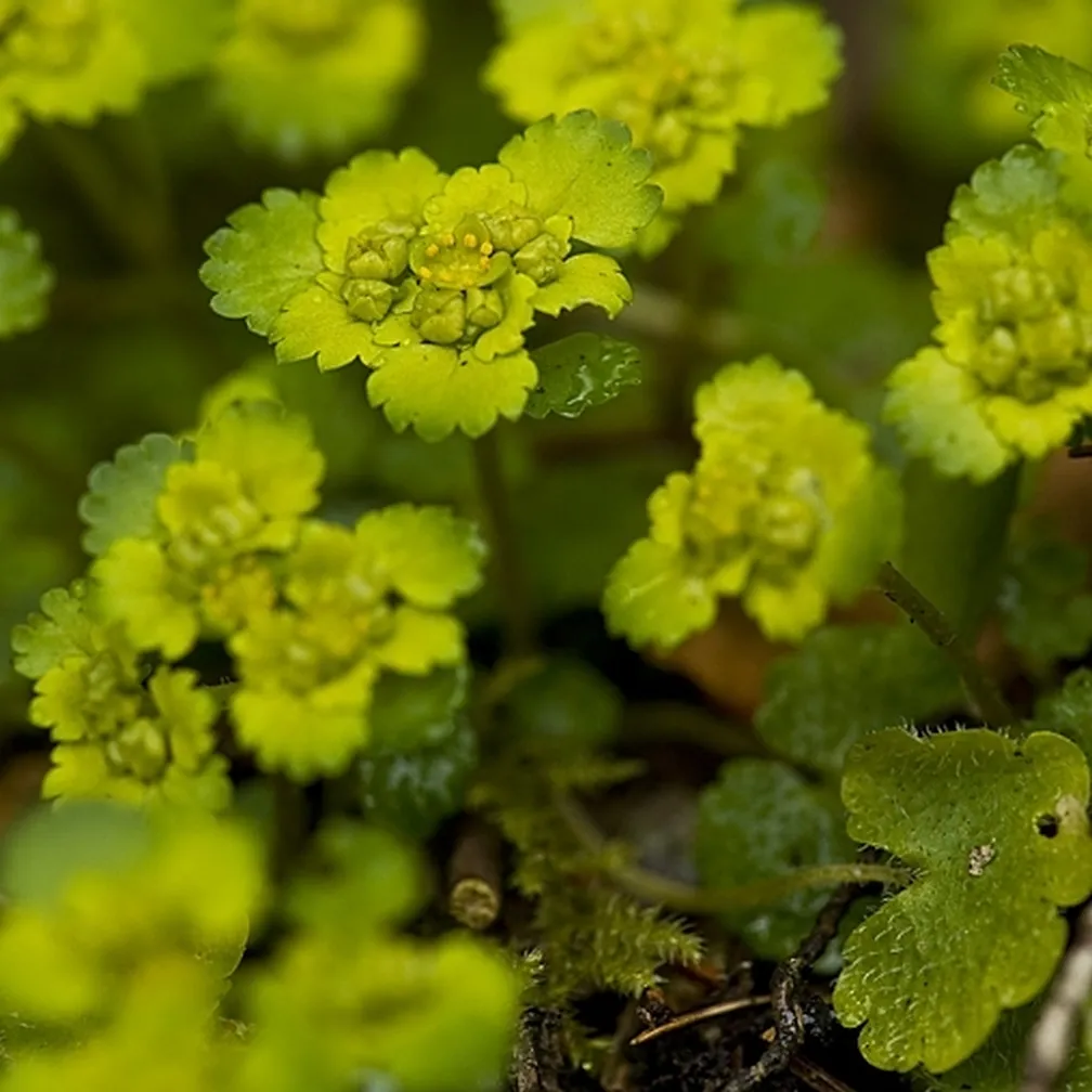 Pogled na cvetoč premenjalnolistni vraničnik (Chrysosplenium alternifolium) od blizu.