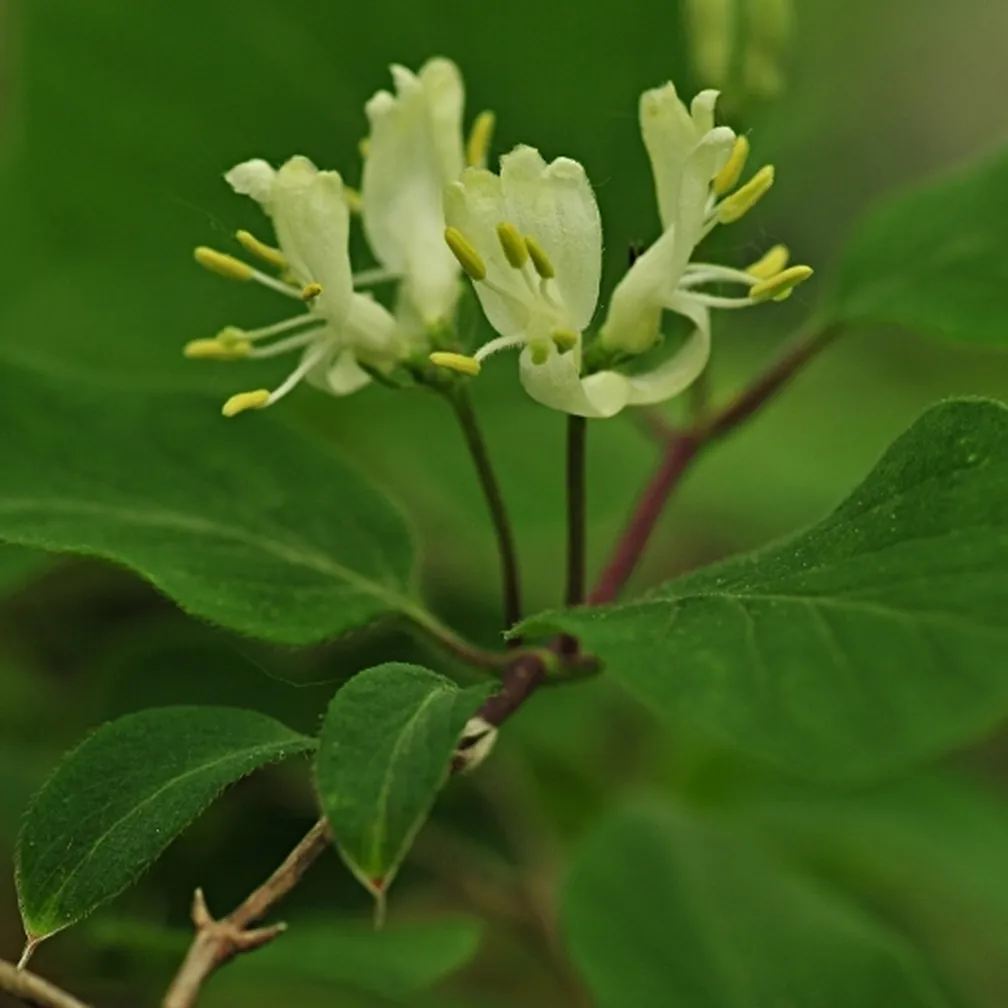 Puhastolistno kosteničevje (Lonicera xylosteum) med gostimi listi v naravi.
