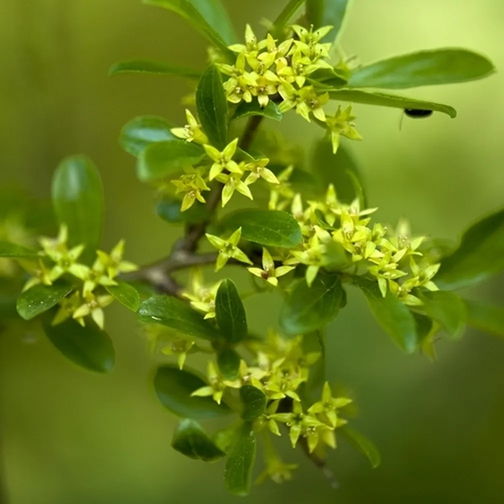 Veja razkrečene kozje češnje (Rhamnus saxatilis) s podolgovatimi zelenimi listi in majhnimi rumenkasto-zelenimi zvezdastimi cvetovi v grozdih.