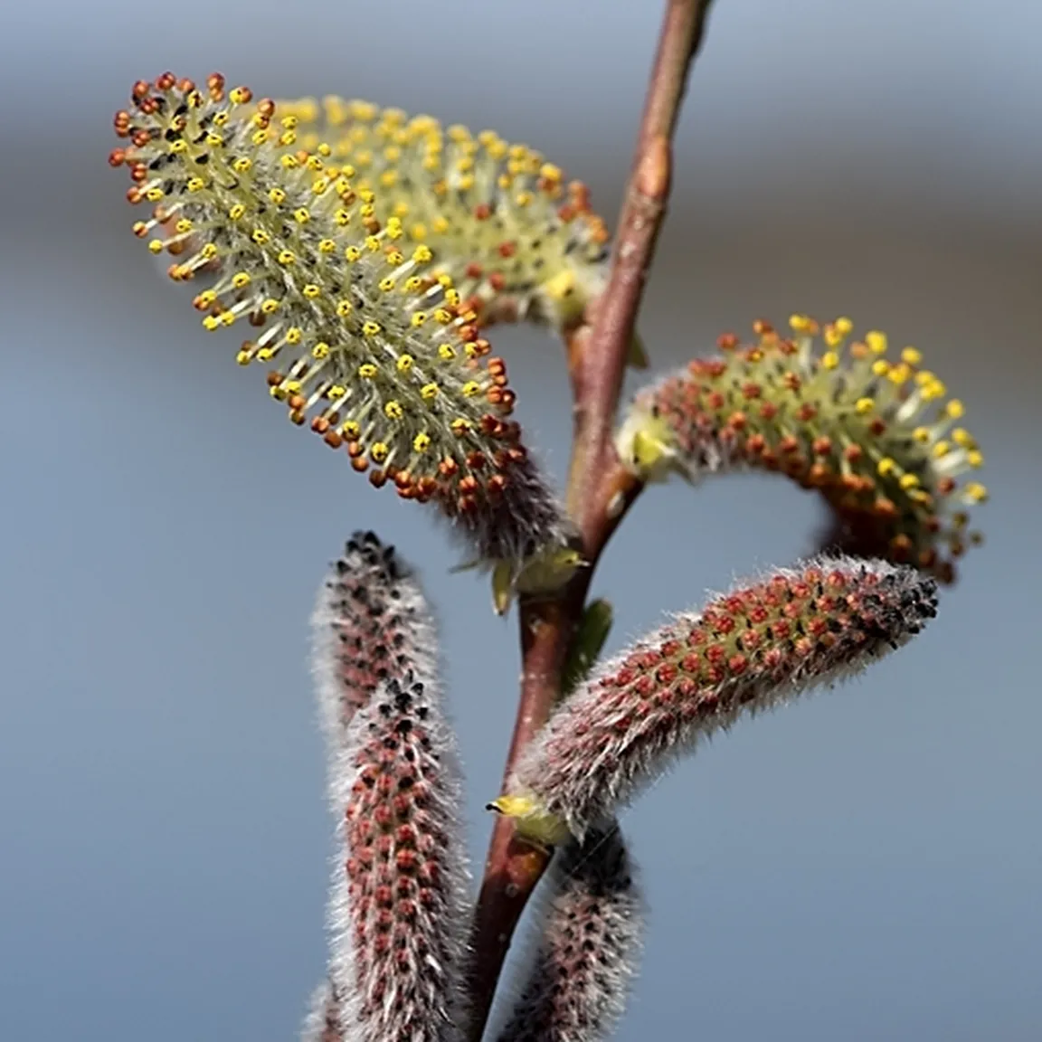 Moške mačice (socvetja) rdeče vrbe (Salix purpurea) od blizu.