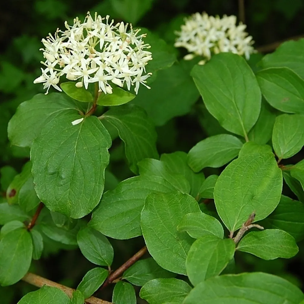 Cvetoči rdeči dren (Cornus sanguinea) v mejici.