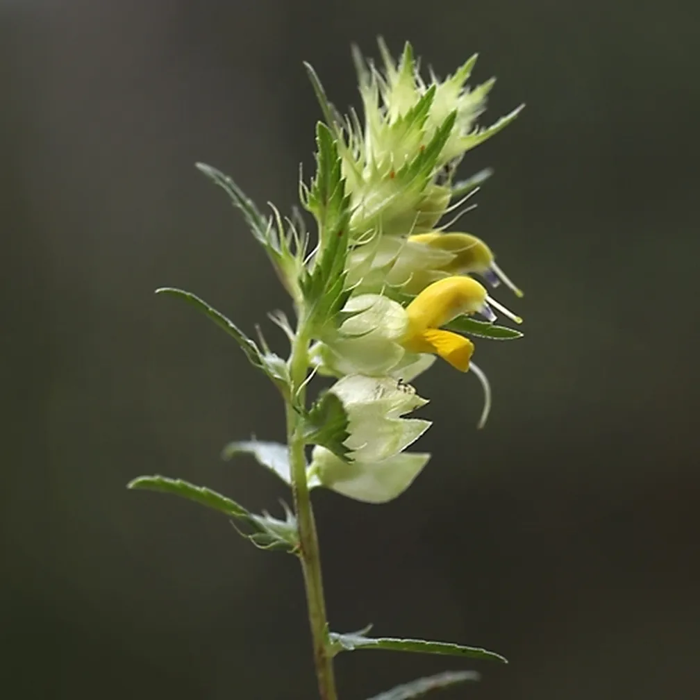 Resasti škrobotec (Rhinanthus glacialis) - socvetje v času cvetenja.