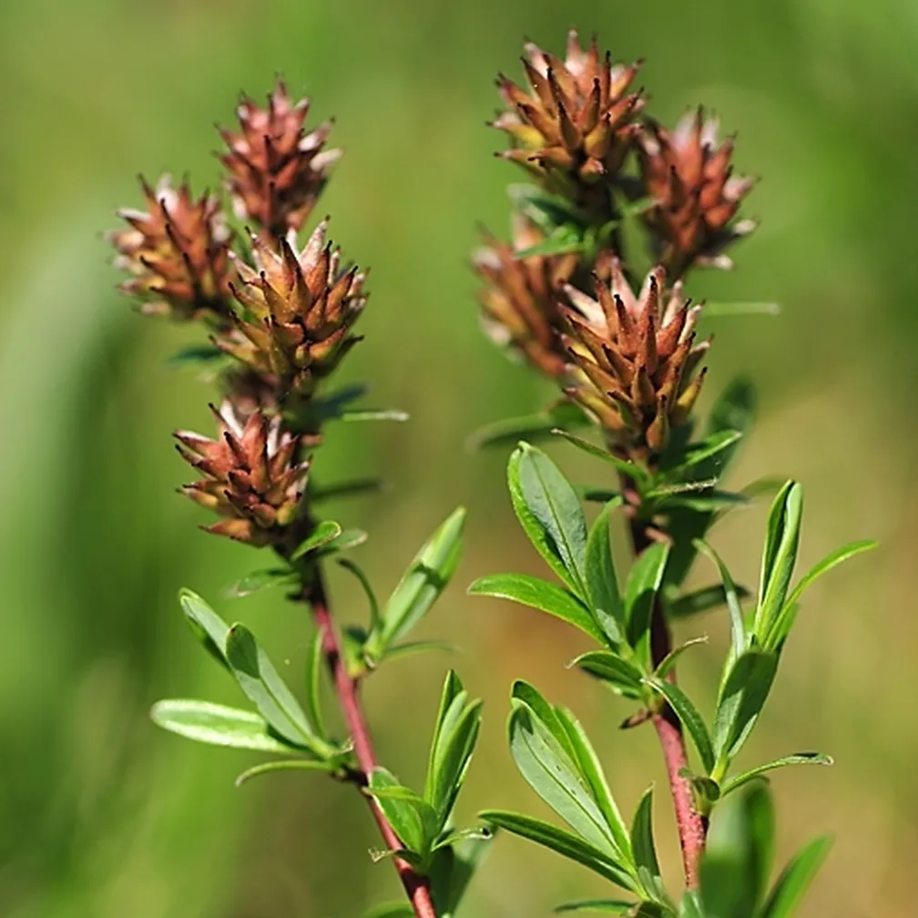 Rožmarinolistna vrba (Salix rosmarinifolia) v času zorenja plodov.