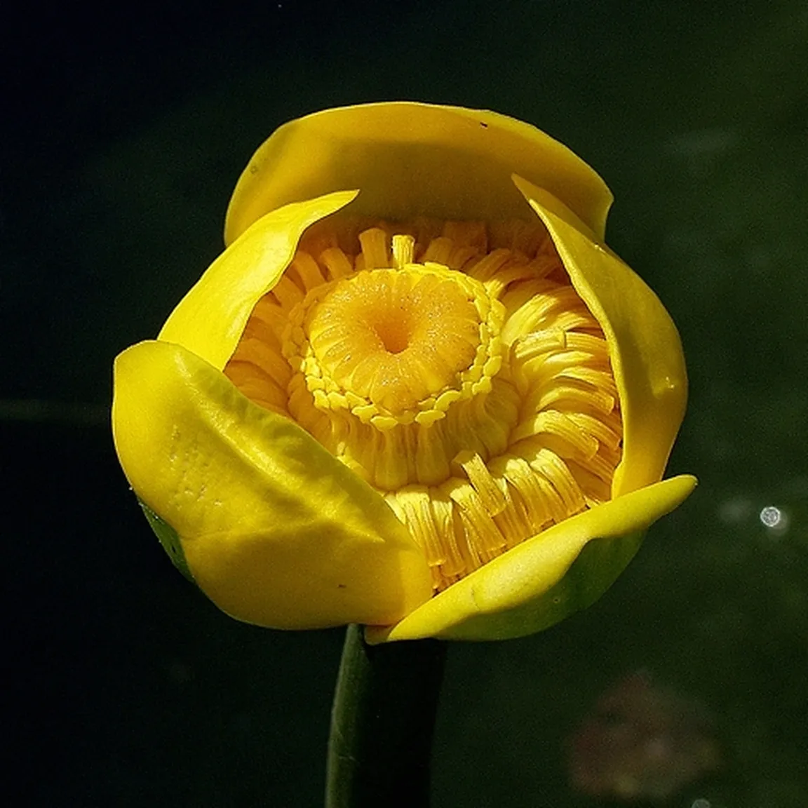 Priprt cvet rumenega blatnika ( Nuphar luteum).