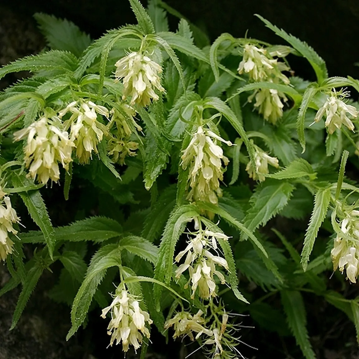 Rumeno milje (Paederota lutea) v polnem cvetu.